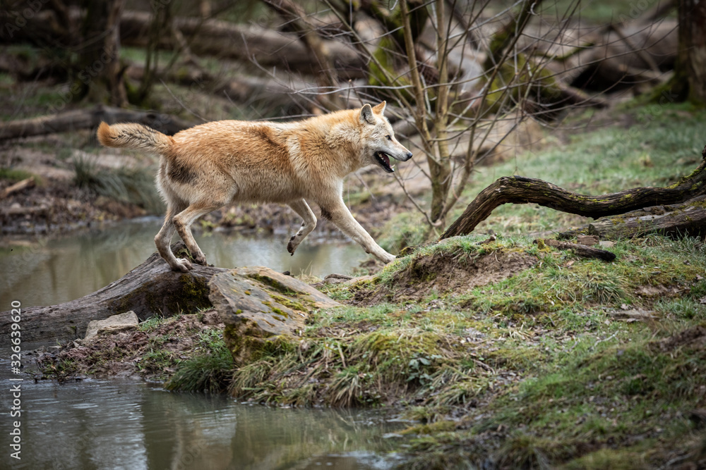 Fototapeta premium Timberwolf running in the forest