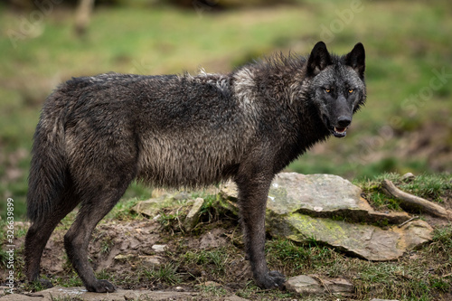 Timberwolf in the forest photo