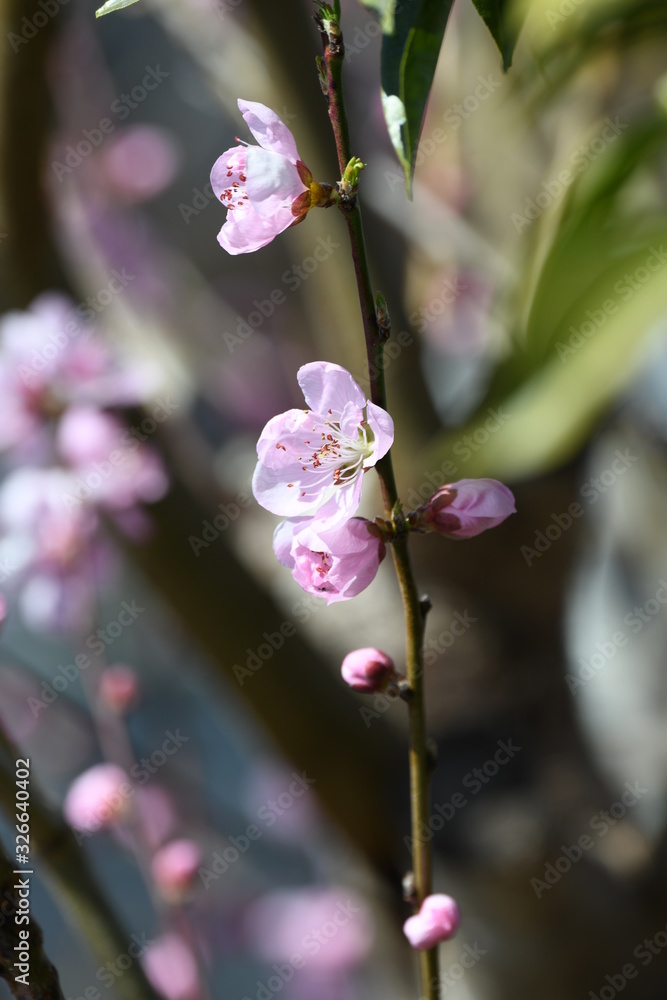 Obraz premium 桃の花