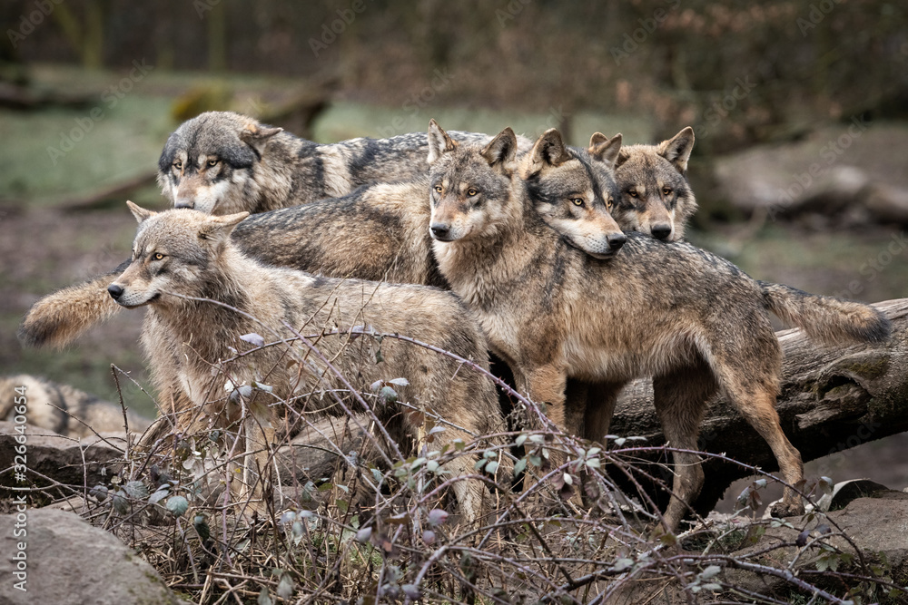 Family of grey wolf in the forest
