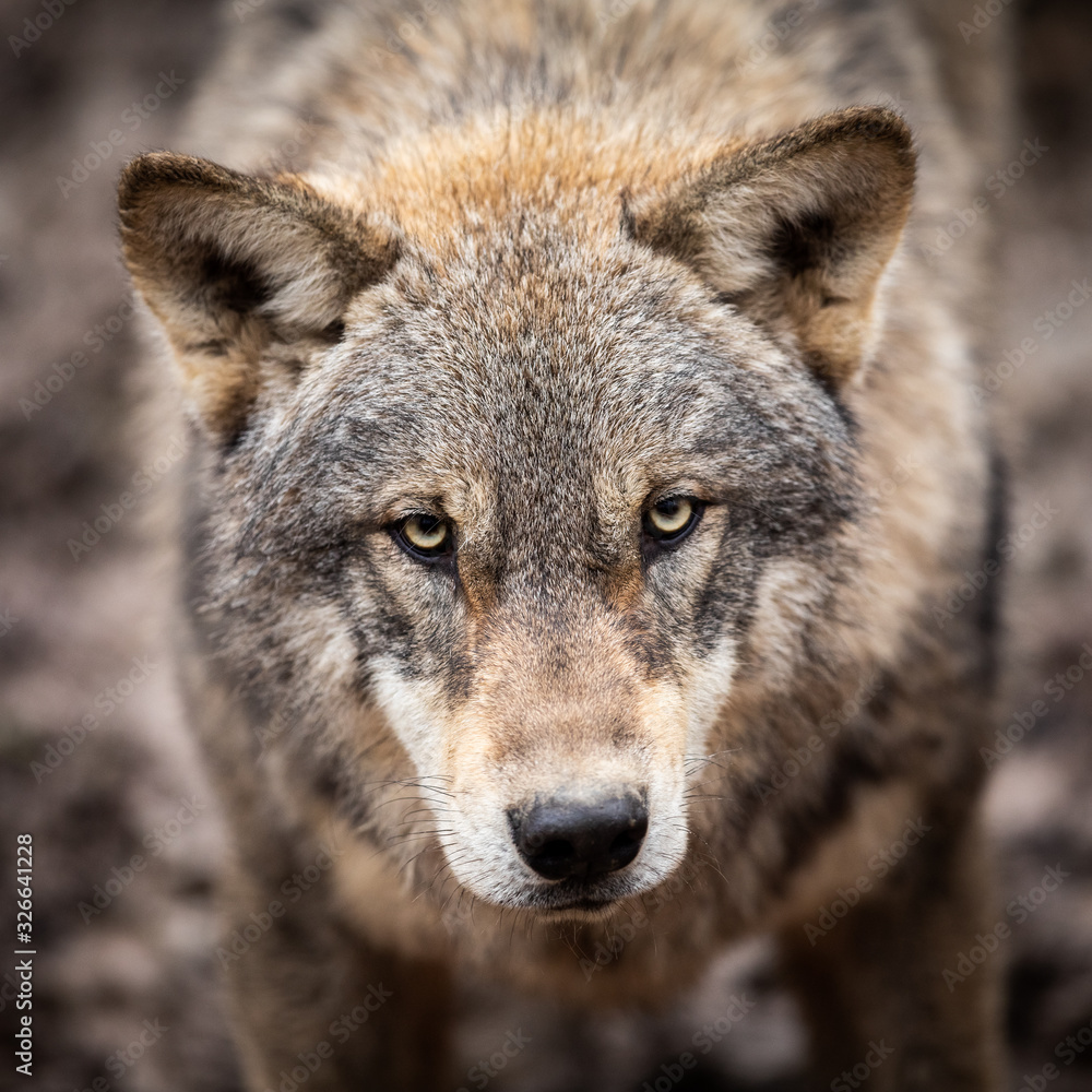 Portrait of grey wolf in the forest Portrait of grey wolf in the forest