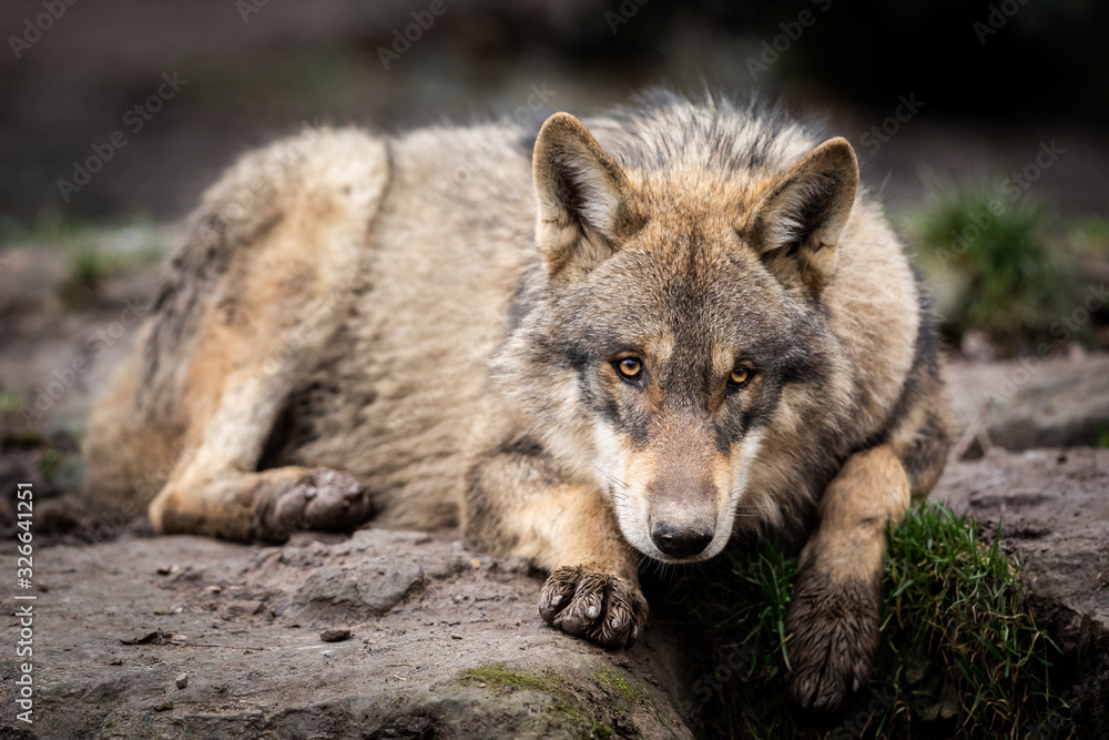 Portrait of grey wolf in the forest