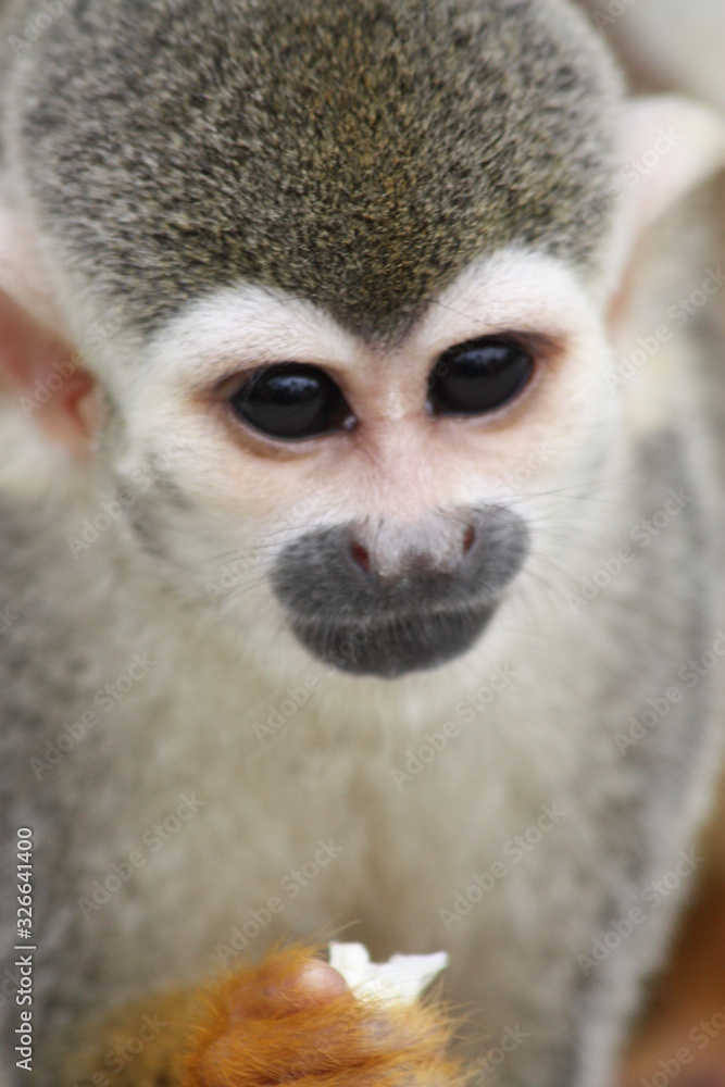 skull monkey skull monkey