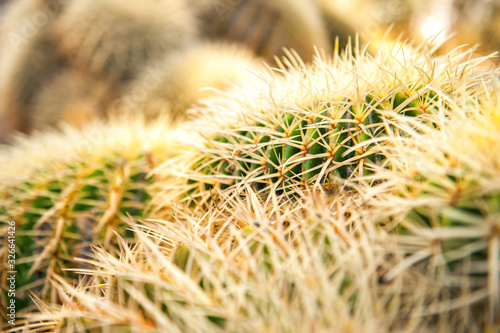 Close-up texture of green and yellow cactus with needles with selective focus. Cactus background. Arizona cactus garden in Stanford university, California, USA