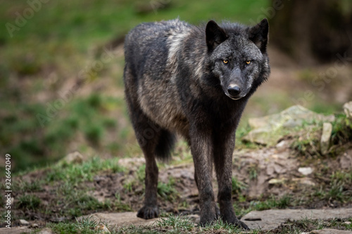Obraz na płótnie Timberwolf in the forest w salonie
