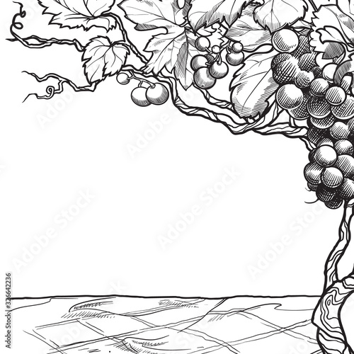 Grape vine. Linear sketch isolated on white background. Blank Template. EPS10 vector illustration