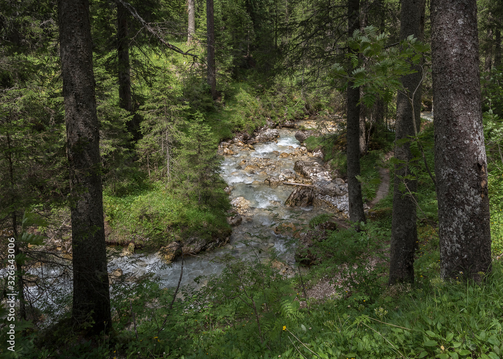 Obraz premium Bach im Wald