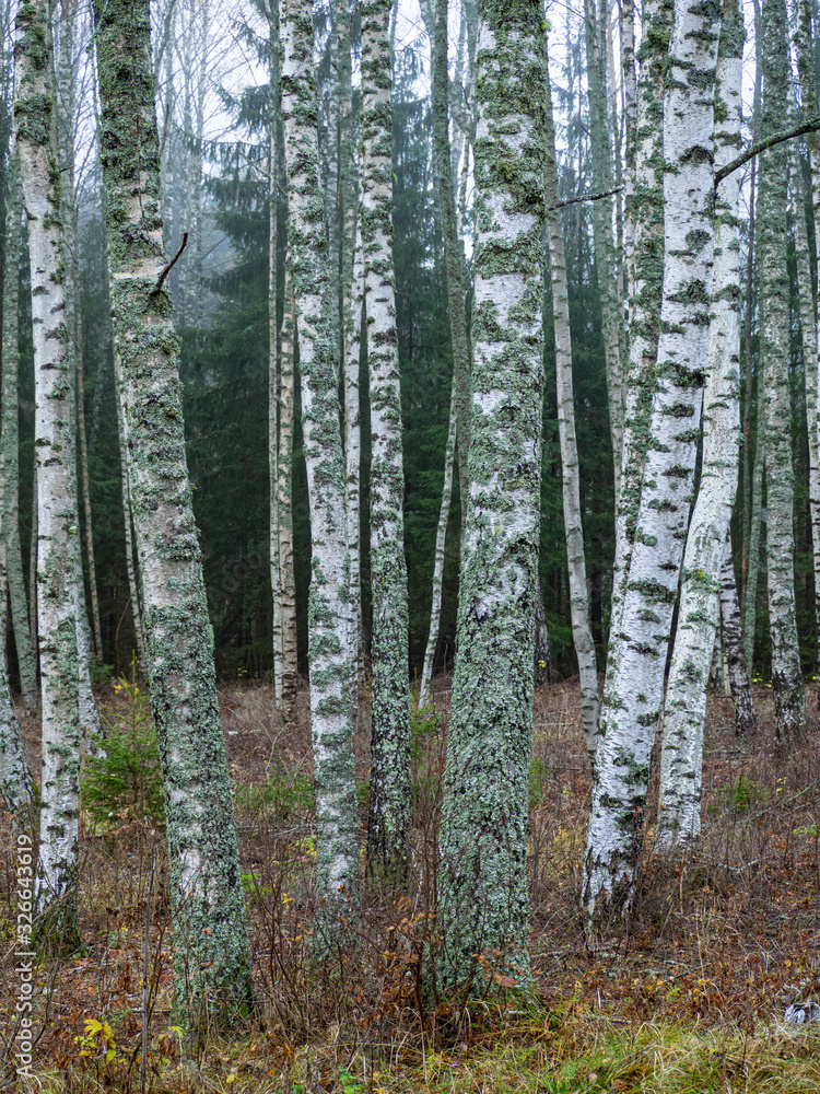 Fototapeta premium birch trees in the forest