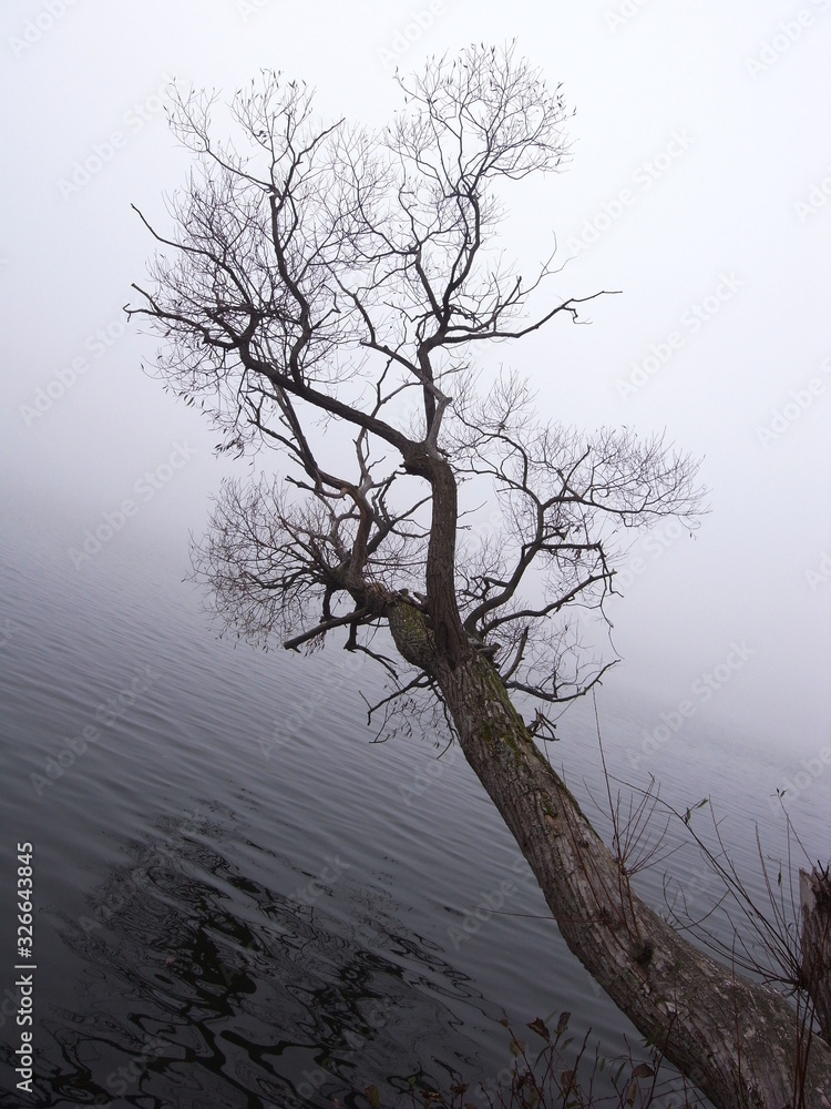 Fototapeta premium bare tree over misty lake