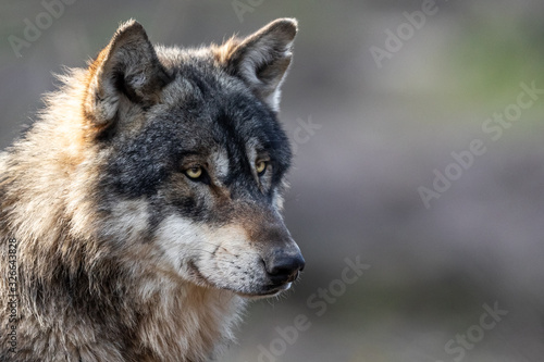 Obraz na płótnie Portrait of grey wolf in the forest w salonie