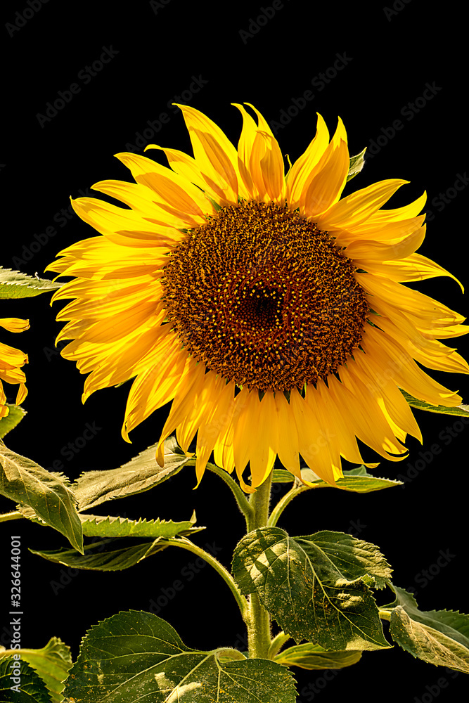 Naklejka premium Beautiful blooming sunflower with black background