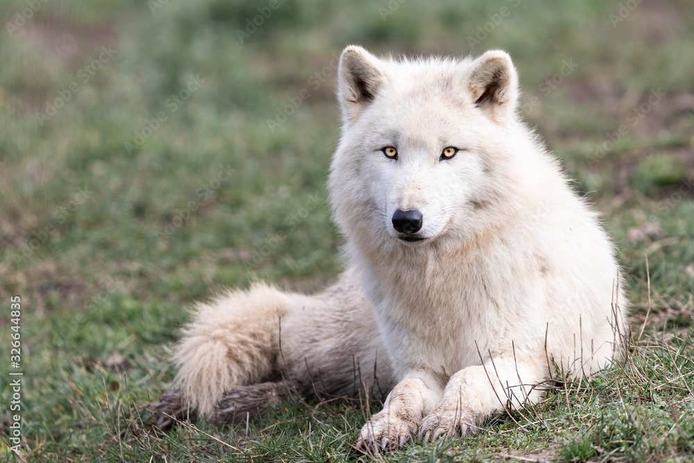 White wolf in the forest