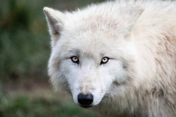 Portrait of white wolf in the forest