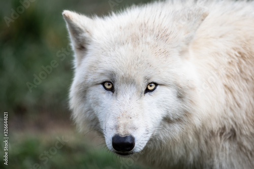 Fototapeta Naklejka Na Ścianę i Meble -  Portrait of white wolf in the forest