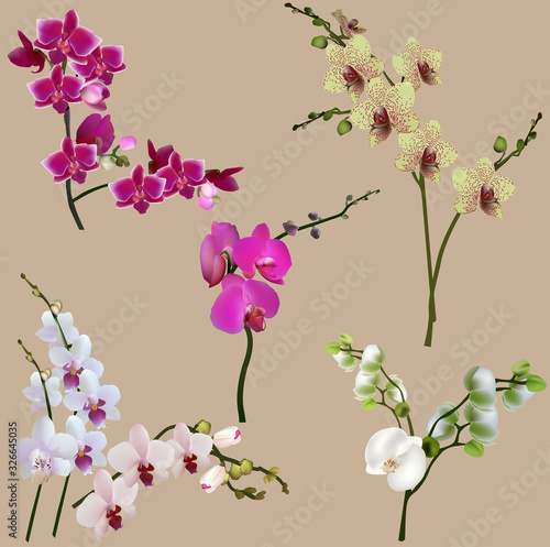 orchid flowers isolated on light brown background