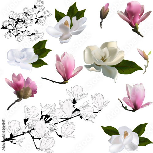 set of magnolia flowers isolated on white