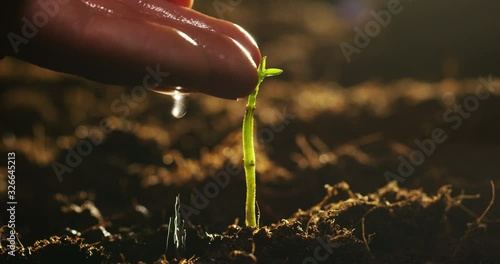 Care of new life watering young plant vintage effect.