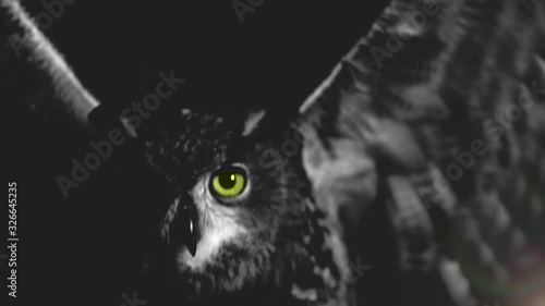 Super slowmotion of owl with yellow eyes flapping its wings in the night. Black and white shot. Fear. photo