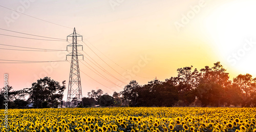 Beautiful scenery of sunflower fields