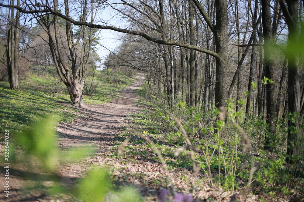 spring primroses on nature in spring, spring forest, background spring primroses on nature in spring, spring forest, background