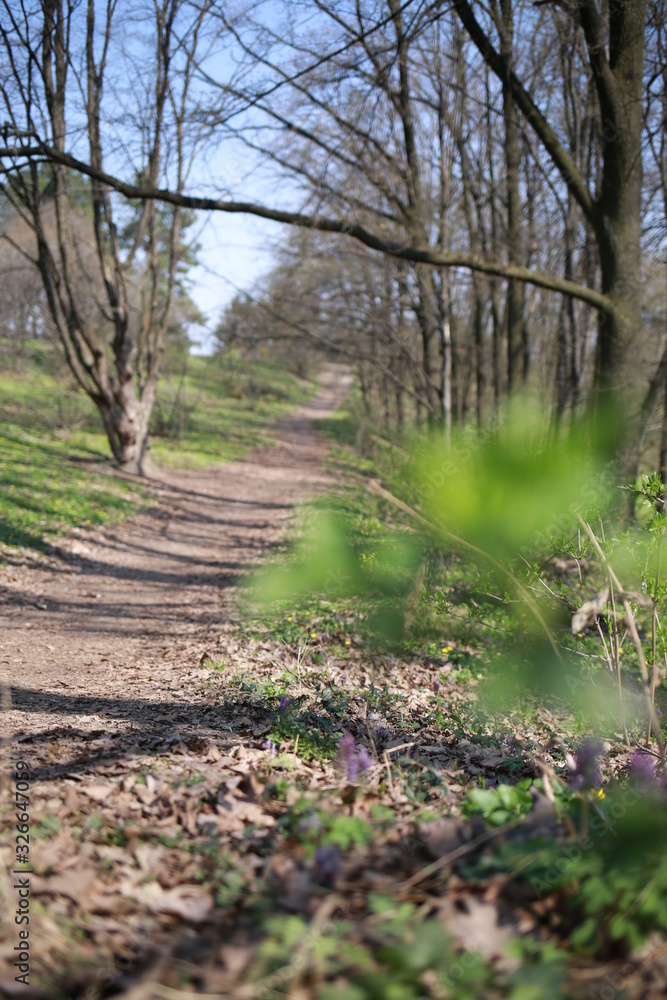 Fototapeta premium spring primroses on nature in spring, spring forest, background