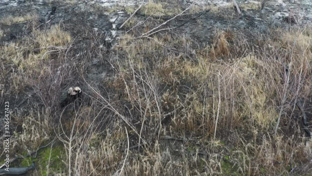 Impact of people on the landscape. Forest after fire, burning down the remains of trees on the ground. Impact of people on the landscape. Forest after fire, burning down the remains of trees on the ground.