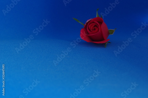 Dark red rose bud on a dark blue background 