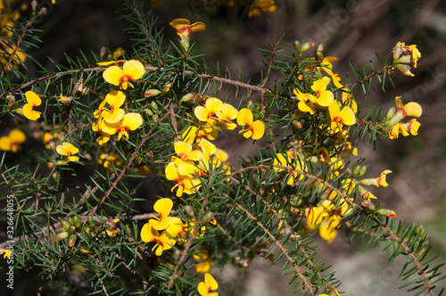 Sydney Australia, spring flowers of   a dillwynia glaberrima or smooth parrot-pea plant, an Australian native photo