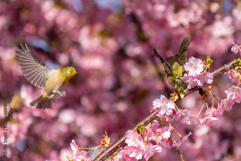 メジロと桜 メジロと桜