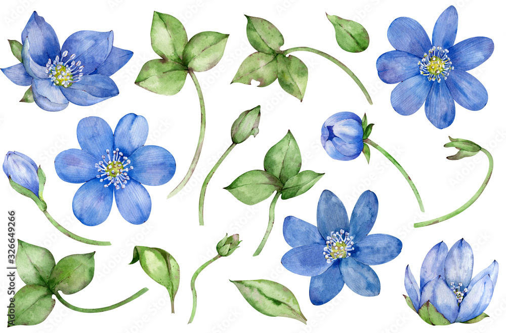Obraz premium Watercolor collection of blue spring flowers hepatica isolated on white background. Hand-drawn floral set.