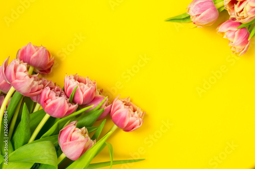 Fototapeta Naklejka Na Ścianę i Meble -  Pink tulips on a yellow background. March 8th, Happy Women's Day. The concept of spring. There is a place for text.