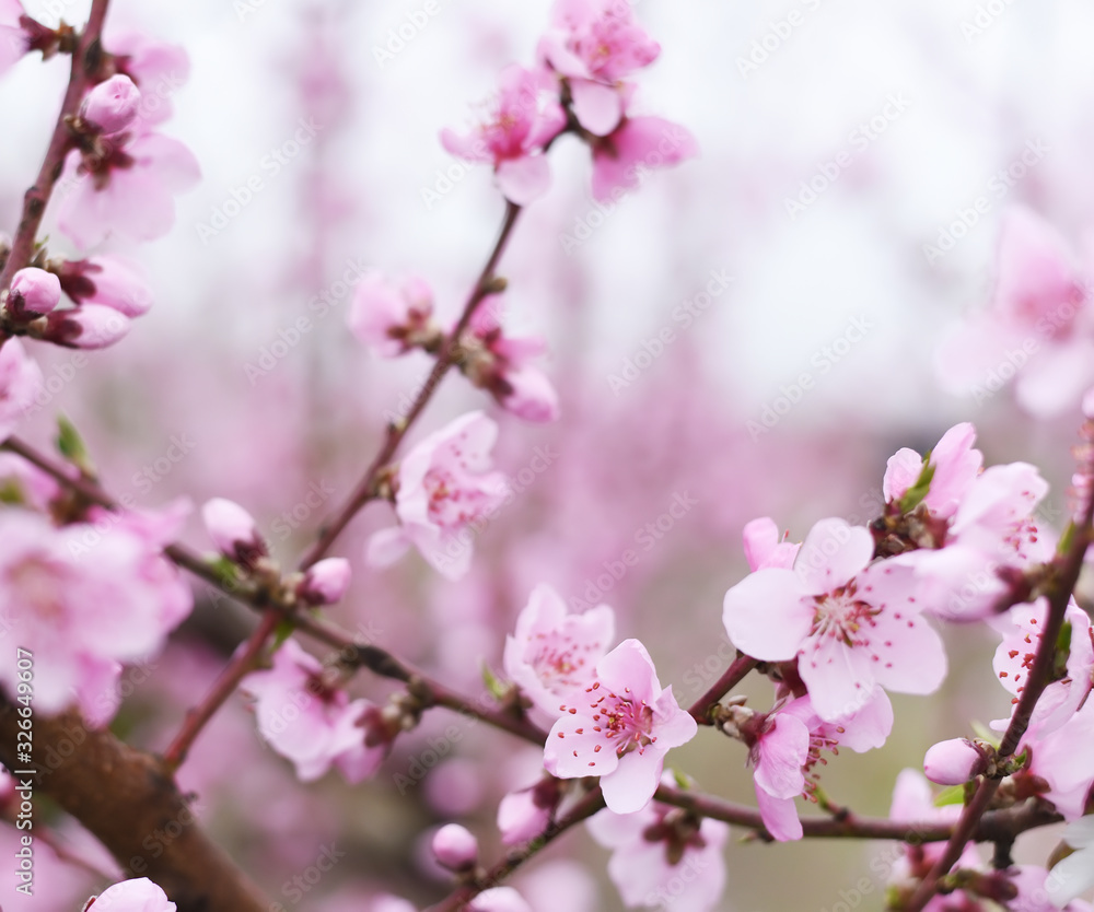 Delicate pink flowers on peach and plum branches in the spring garden. Floral gentle art background. Delicate pink flowers on peach and plum branches in the spring garden. Floral gentle art background.