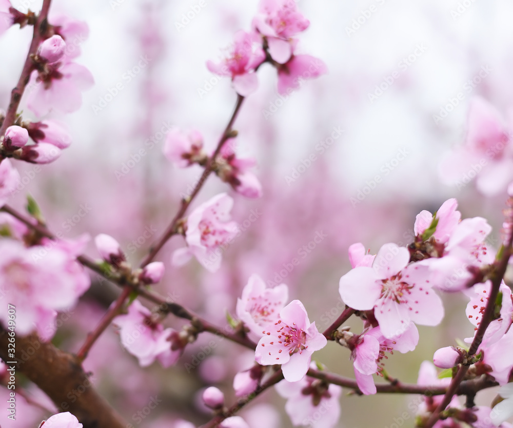 Delicate pink flowers on peach and plum branches in the spring garden. Floral gentle art background.