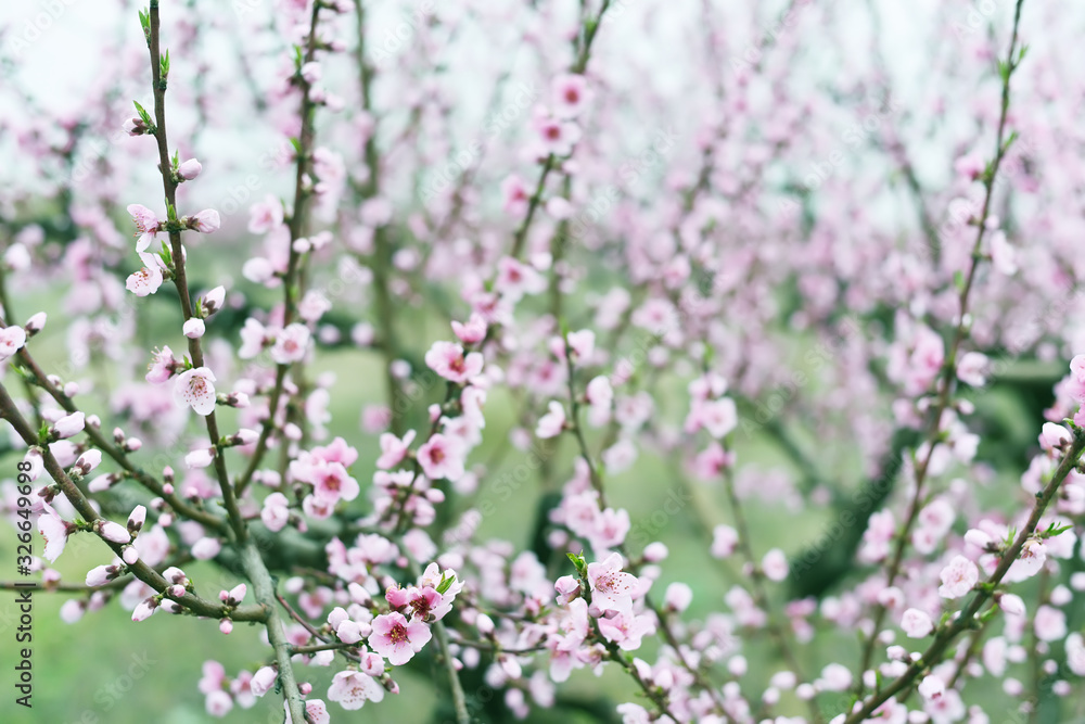 Delicate pink flowers on peach and plum branches in the spring garden. Floral gentle art background. Delicate pink flowers on peach and plum branches in the spring garden. Floral gentle art background.