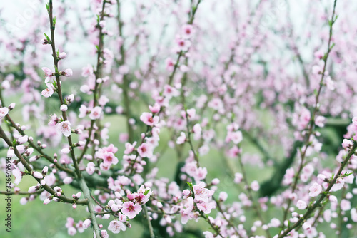 Delicate pink flowers on peach and plum branches in the spring garden. Floral gentle art background. © Ann Stryzhekin
