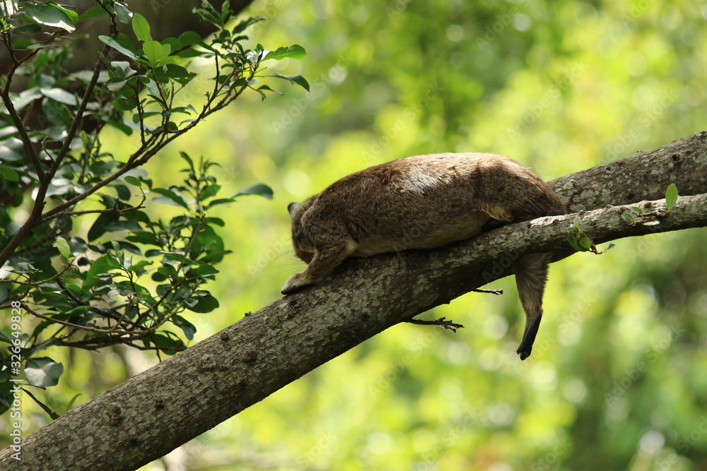 A Hyrax sleeping on a branch