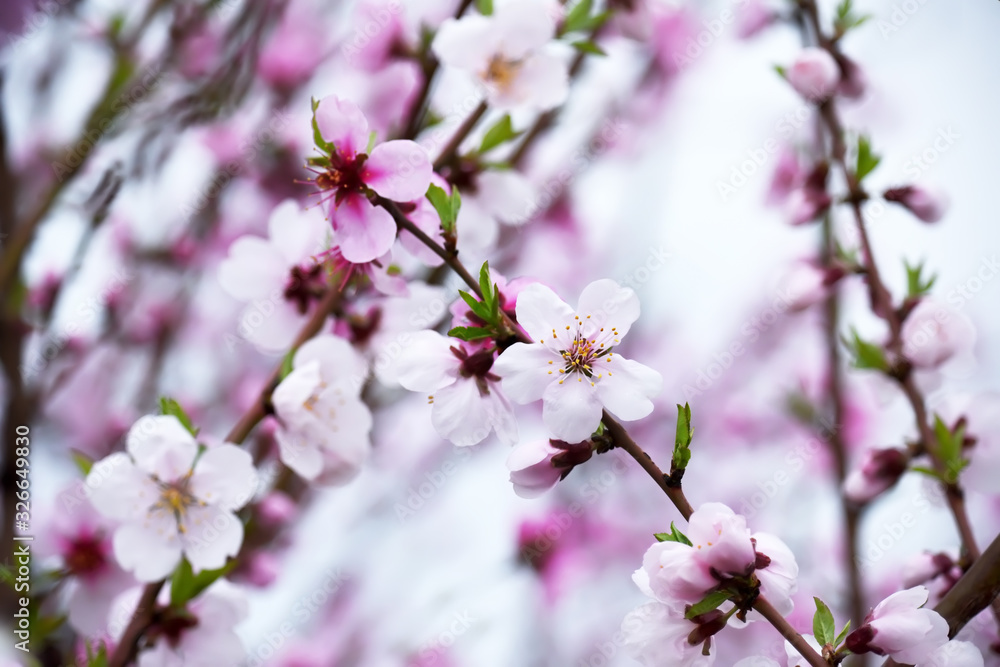 Delicate pink flowers on peach and plum branches in the spring garden. Floral gentle art background. Delicate pink flowers on peach and plum branches in the spring garden. Floral gentle art background.