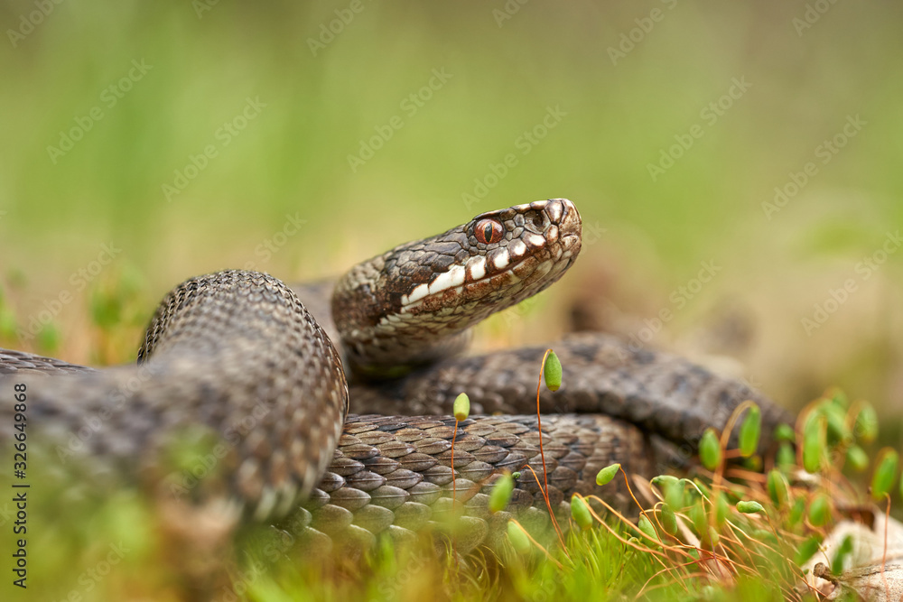 Female of European viper Vipera berus in Czech Republic Female of European viper Vipera berus in Czech Republic