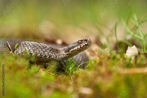 Female of European viper Vipera berus in Czech Republic