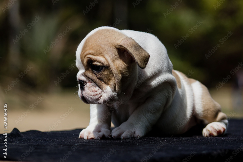 Cute French Bulldog Puppy