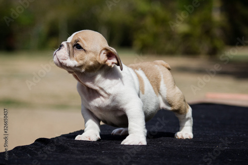 Fototapeta Naklejka Na Ścianę i Meble -  Cute French Bulldog Puppy