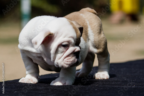 Cute French Bulldog Puppy