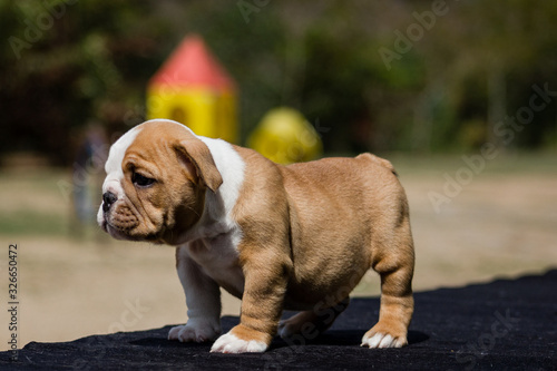 Cute French Bulldog Puppy