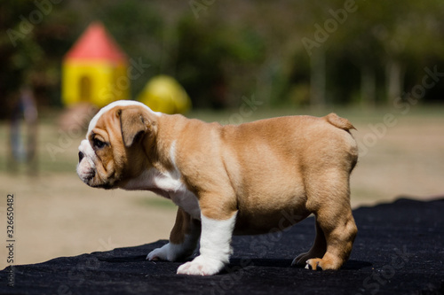 Cute French Bulldog Puppy