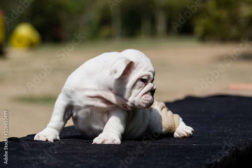 Cute French Bulldog Puppy