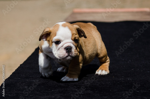 Cute French Bulldog Puppy