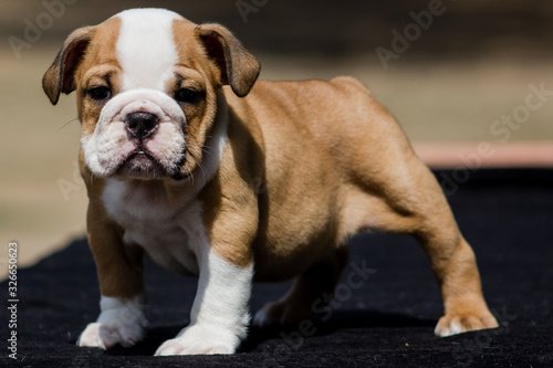 Cute French Bulldog Puppy