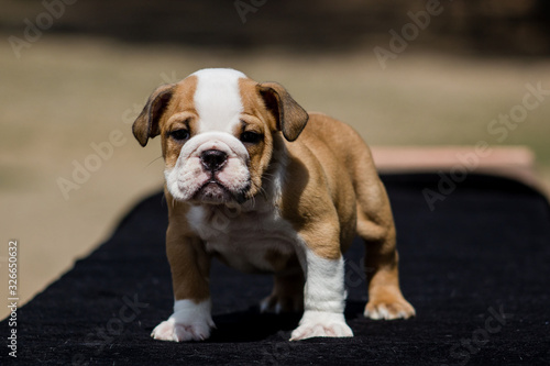 Cute French Bulldog Puppy