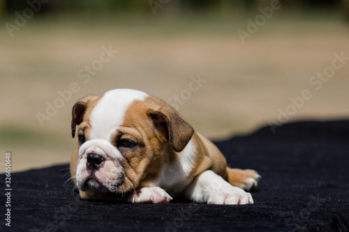 Cute French Bulldog Puppy