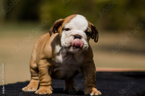 Cute French Bulldog Puppy
